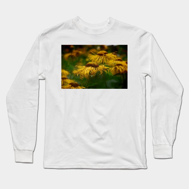 Black Eyed Susan Long Sleeve T-Shirt by rosedew